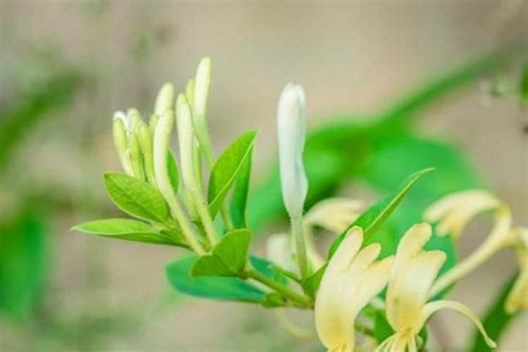 钙镁磷肥怎样用效果好 钙镁磷肥使用注意事项有哪些