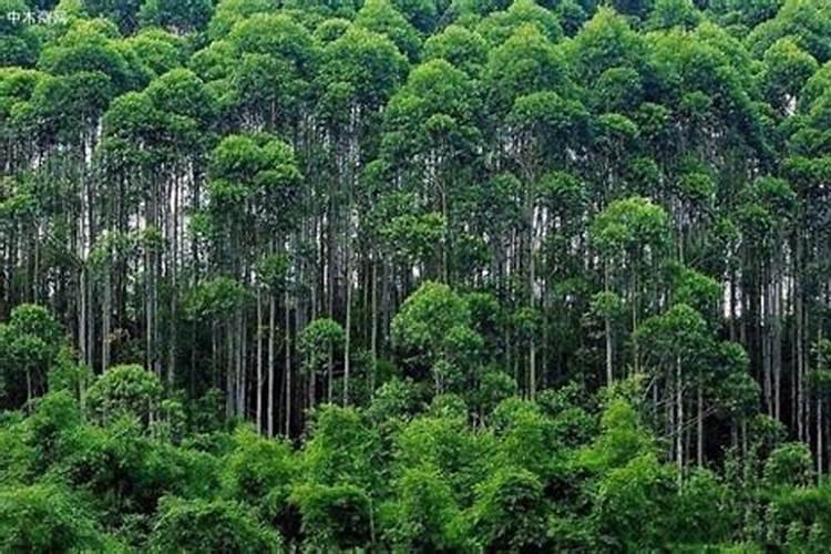 橘子树种植和施肥技巧 橘子树种植及施肥方法