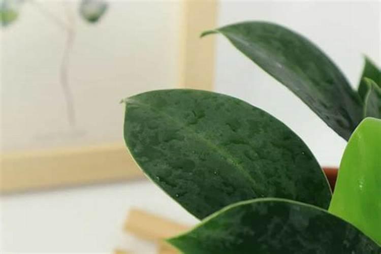 含腐植酸水溶肥最多可以做到多大含量