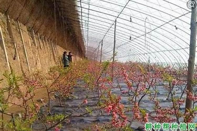 草铵膦和草甘膦哪个好