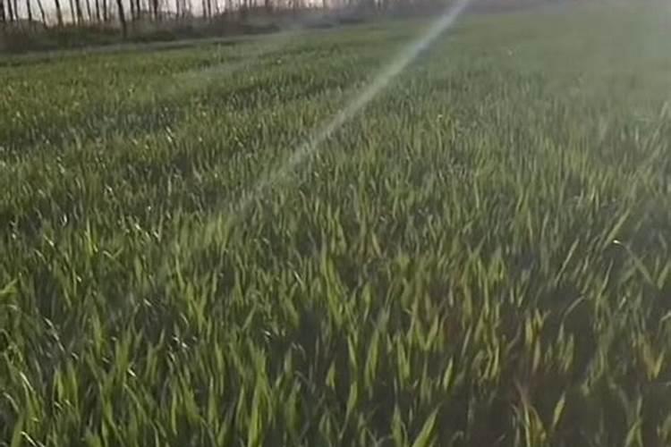 氮肥施多了怎么补救