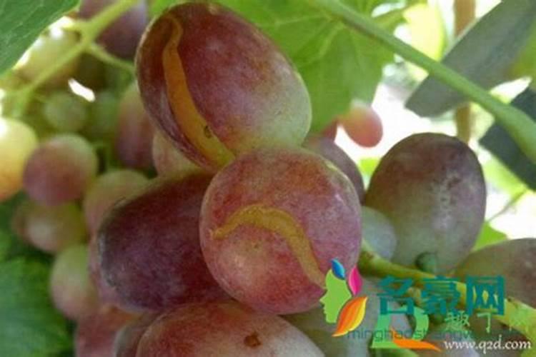 葡萄快成熟了,出现了白色的小点,还有白粉,用什么农药防治？