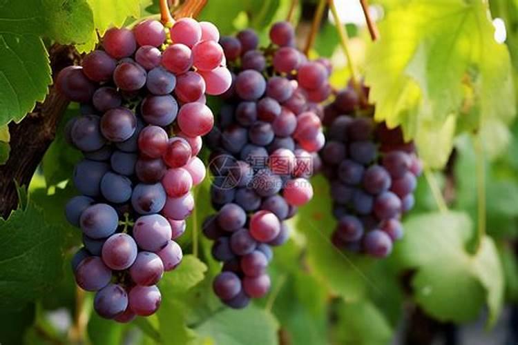 10克咪鲜胺猛盐保鲜多少斤红薯？