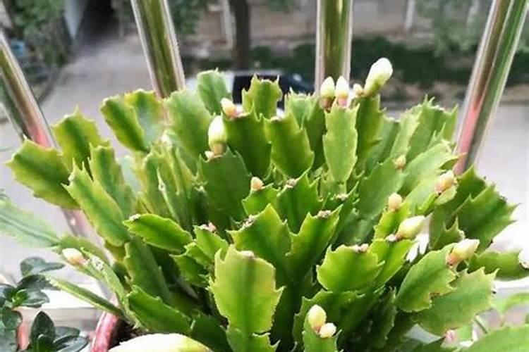 蟹爪兰有花苞了还能施肥吗