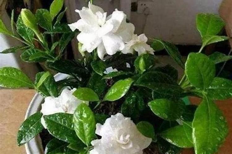 沃柑种植技术