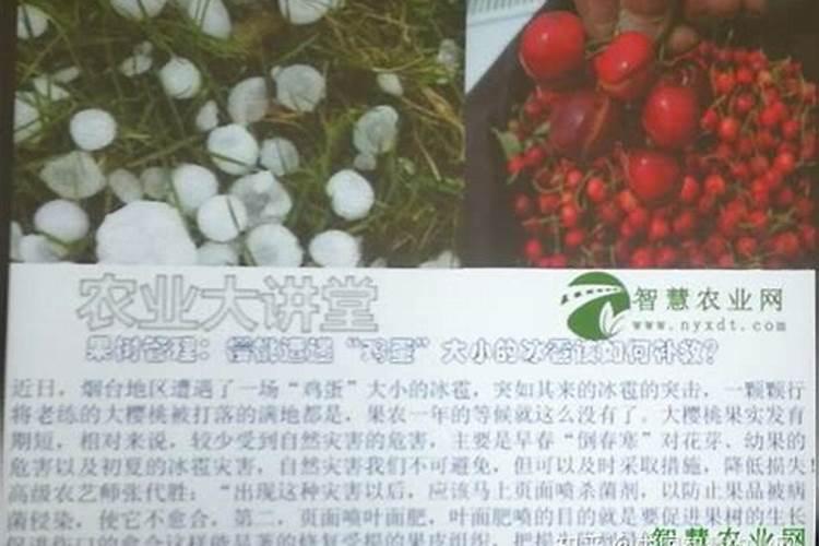 紧急!棉花被冰雹打后有何补救措施？