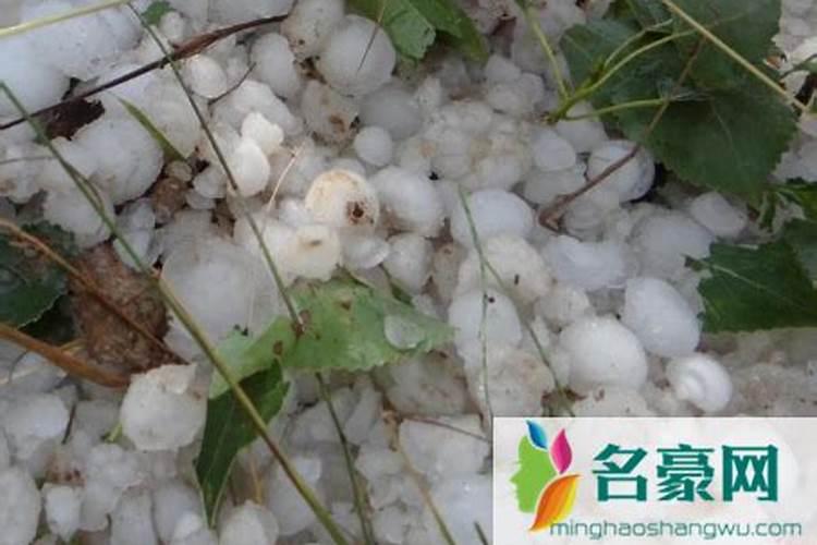 冰雹打蔫的玉米如何补救