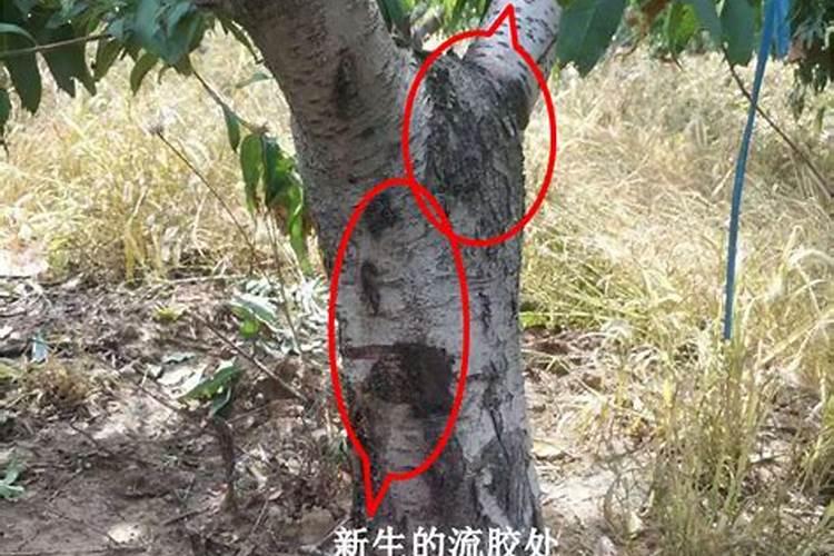 桃树黄叶病用什么药效果好