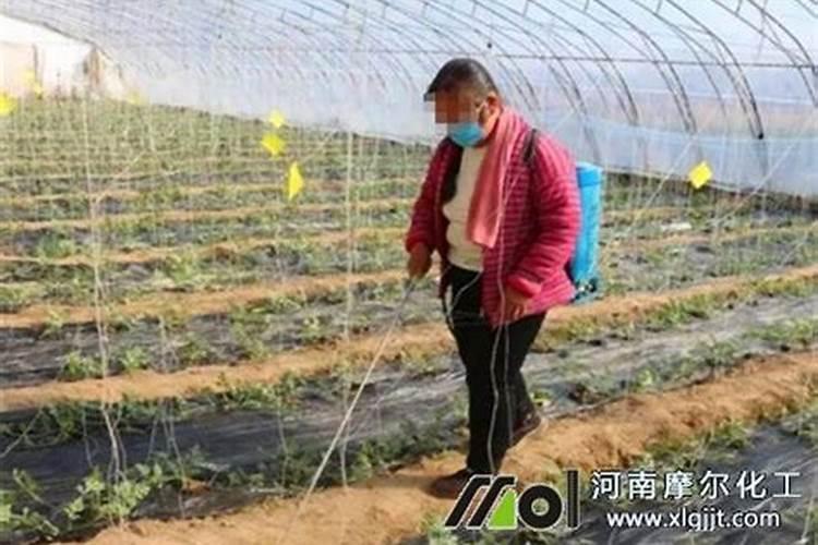 西瓜中后期如何让秧子长绿不老化,追肥怎么追？