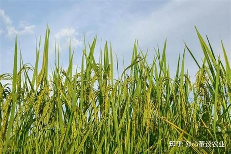 水稻稻瘟病与纹枯病发生的原因是什么 防治措施有哪些