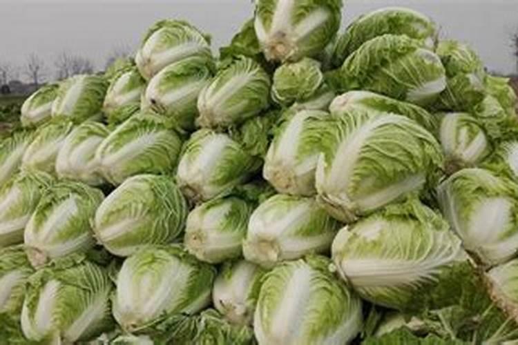 白菜施什么肥最好