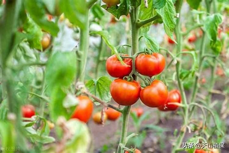 周口农科院 菌类种植平菇可以用二铵种植吗