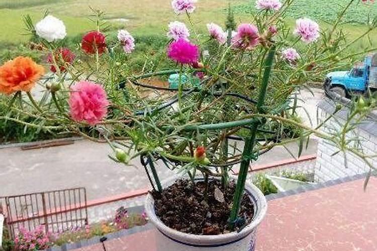太阳花喜欢什么肥料,太阳花施肥的方法