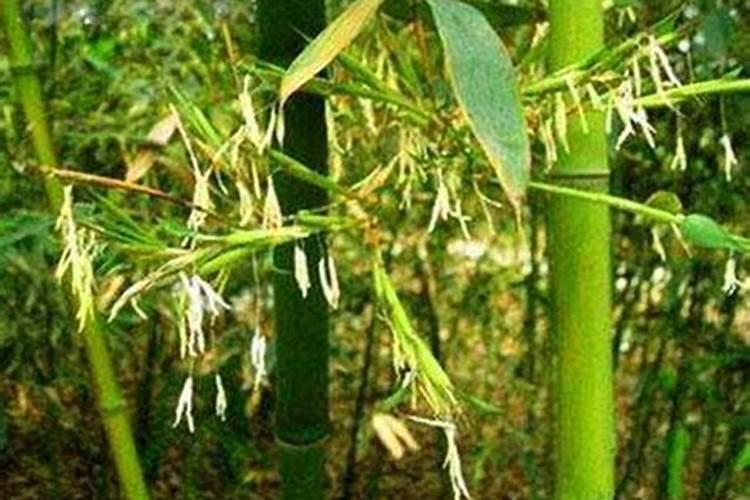 土霉素是否可以喷在蔬菜上