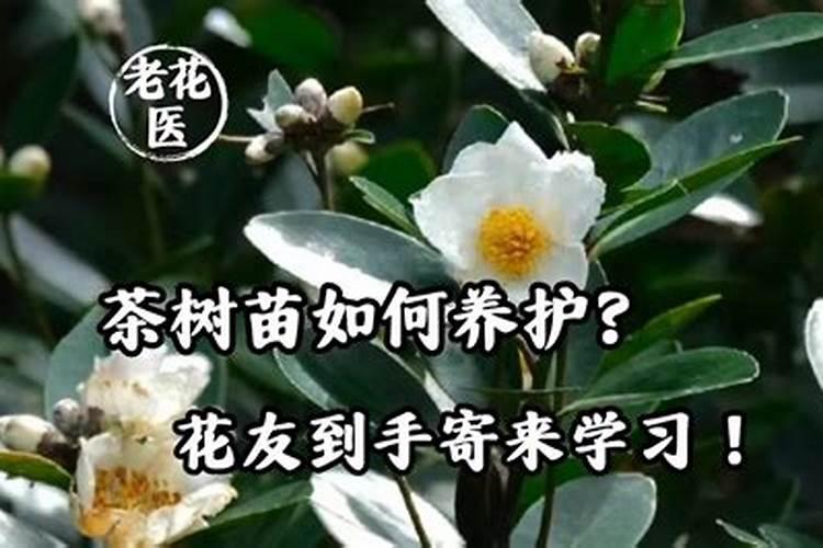 刚栽的茶叶怎么养才长得好 刚栽的茶叶如何养才长得好