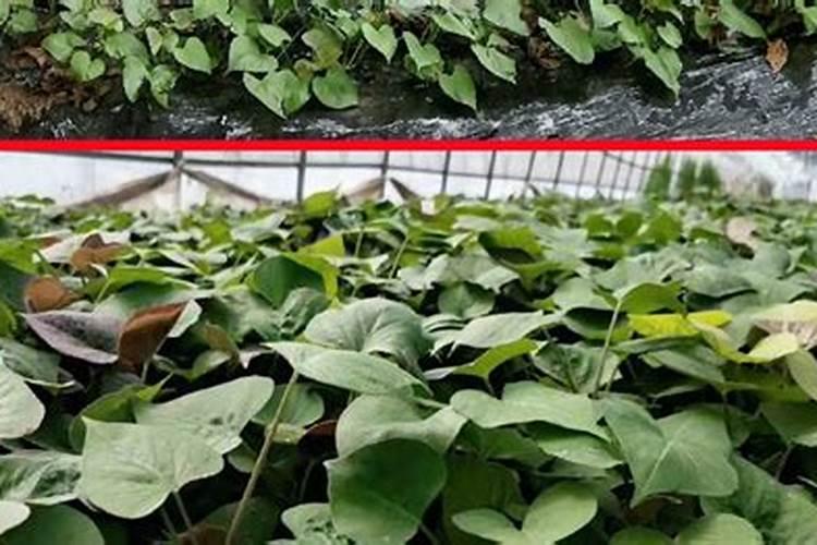 种植红薯如何施肥 种植红薯的施肥方法及时间