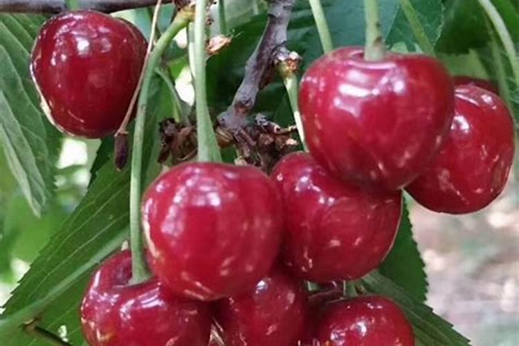 黄瓜追肥用什么肥料好