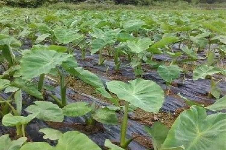 水溶肥在油茶树上施用行吗
