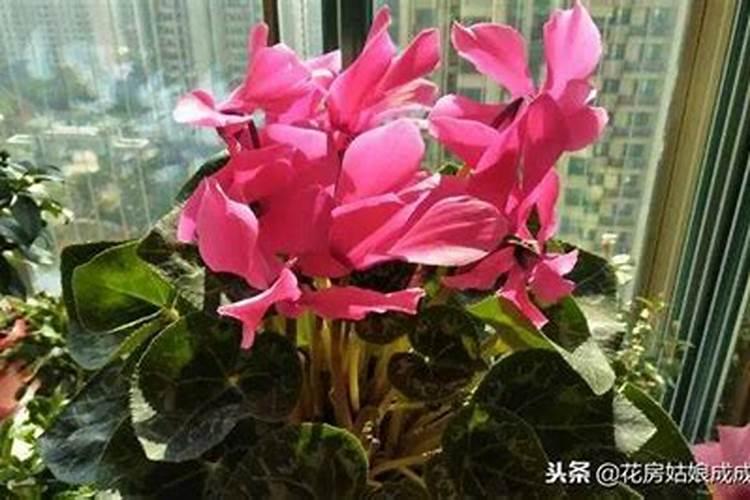 植物什么季节施肥好