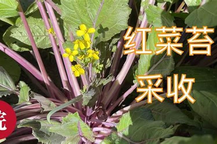 牡丹花漆是哪里的品牌