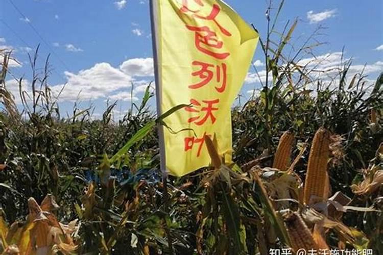 番茄挂果后怎么施肥 番茄施肥用什么肥料好
