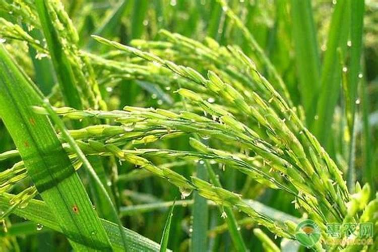水稻氮肥过多会有哪些危害,如何判断和补救这种情况？