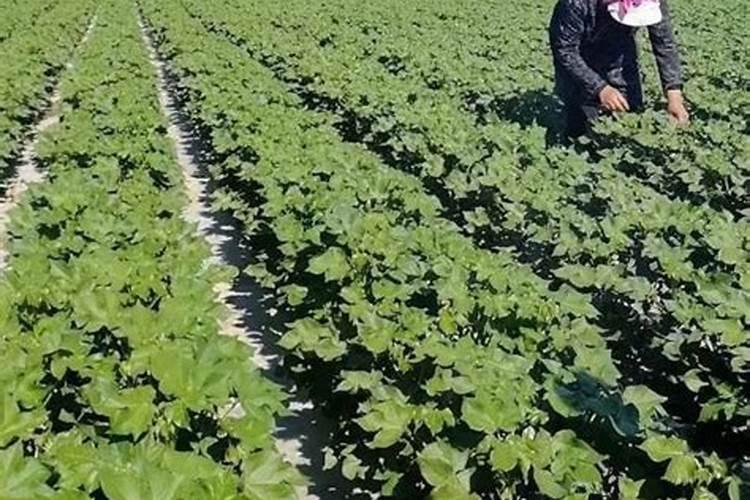 棉花后期喷什么叶面肥,棉花后期发黄怎么办
