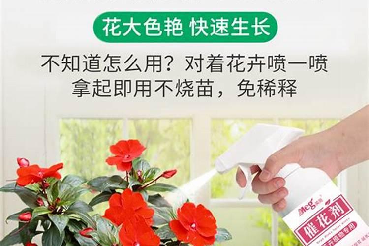 龙船花怎样催花
