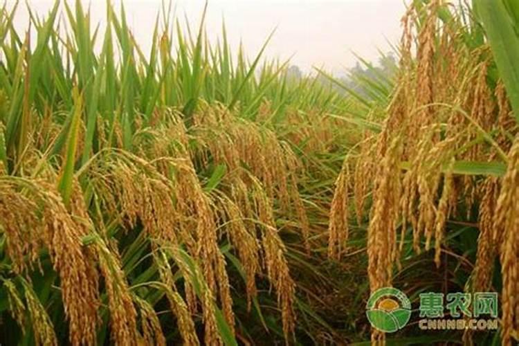 大豆面怎么处理可以浇花