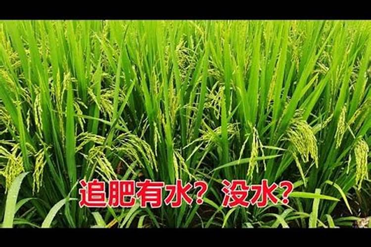 直播水稻什么时间施钾肥二次除草什么时候最好怎么管理？