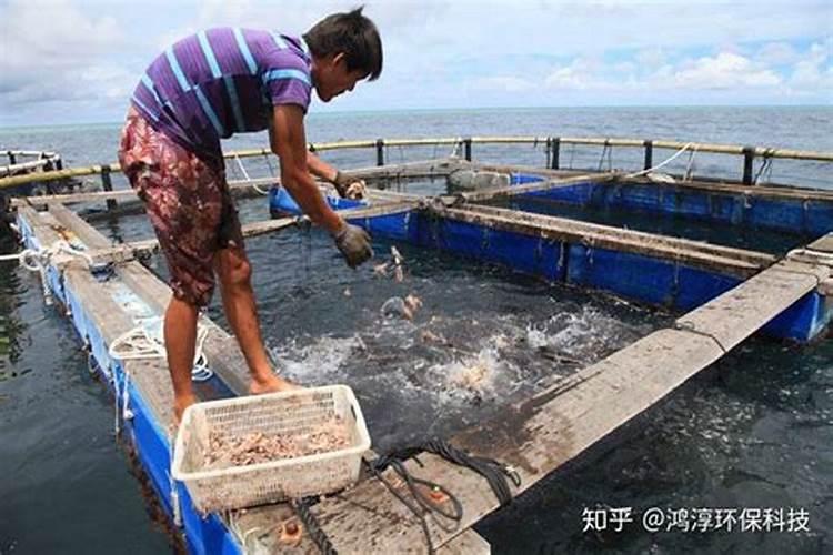 淘米水发酵多久可以浇草莓