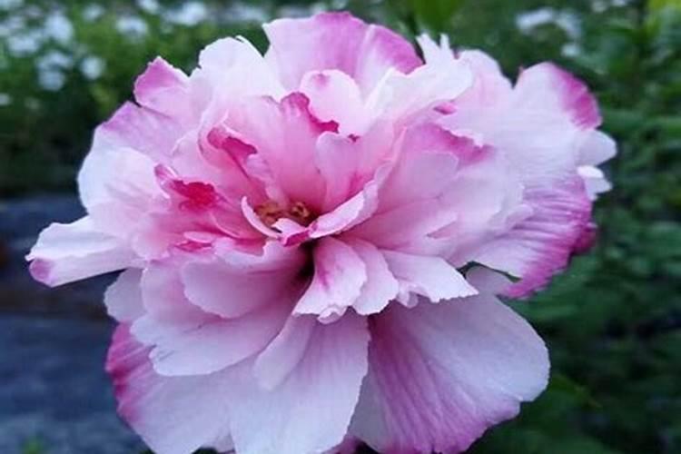 木槿花浇什么肥料合适
