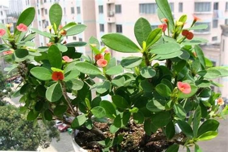 虎刺梅如何养护开花直接爆盆