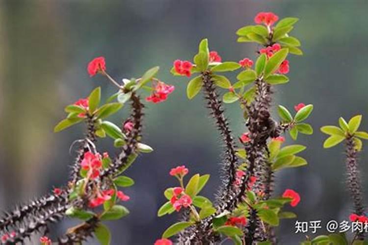 虎刺梅浇什么肥料合适