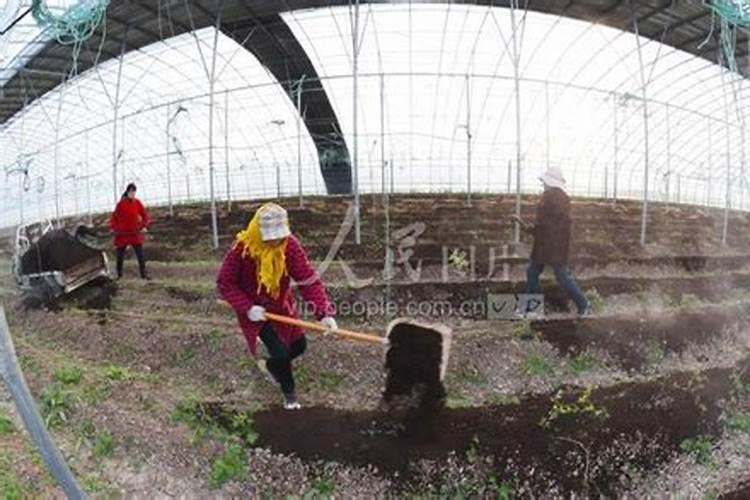 怎么样才能将白芨种子种植成功