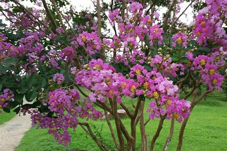 紫薇花与丁香花哪个适合种在院子里？