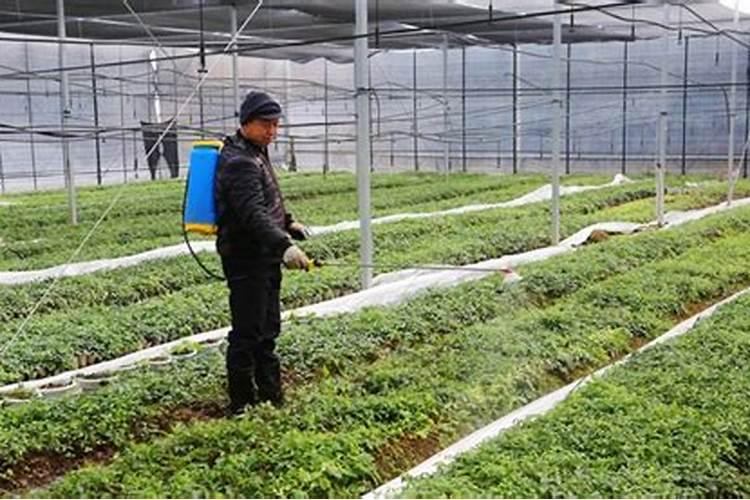 辣椒苗怎样浇水和施肥 方法是什么