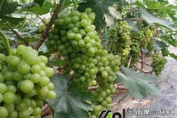 硼肥有膨果作用吗,硼肥是什么肥料