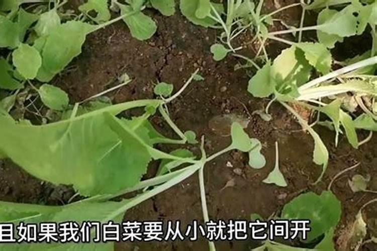 小白菜在追肥的时候,最好用哪些肥料？理由是什么？