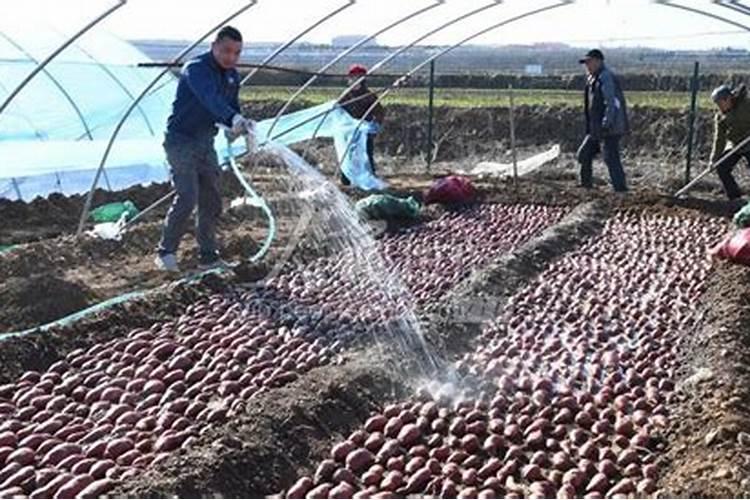 红薯打磷酸二氢钾最佳时间