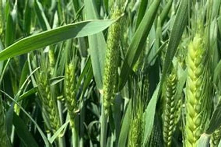 小麦抽穗期打什么药小麦抽穗期大约是什么时候