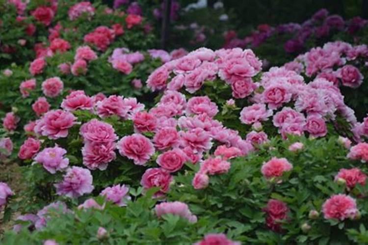 牡丹花喜肥吗 喜欢施什么肥料