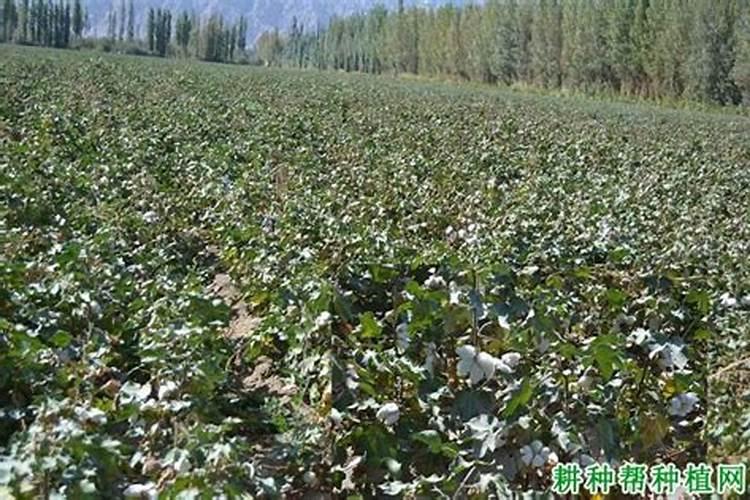 适量硼肥是每亩施多少斤硼肥