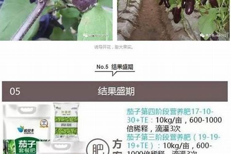 辣椒种植需要施什么肥