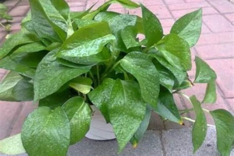 绿萝可以施复合肥吗,绿萝复合肥一盆施几粒(4粒/用水溶解)