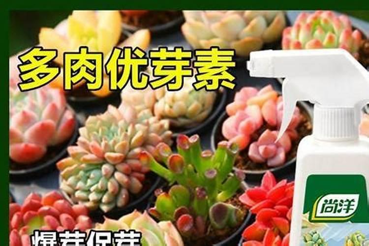 多肉施什么肥好