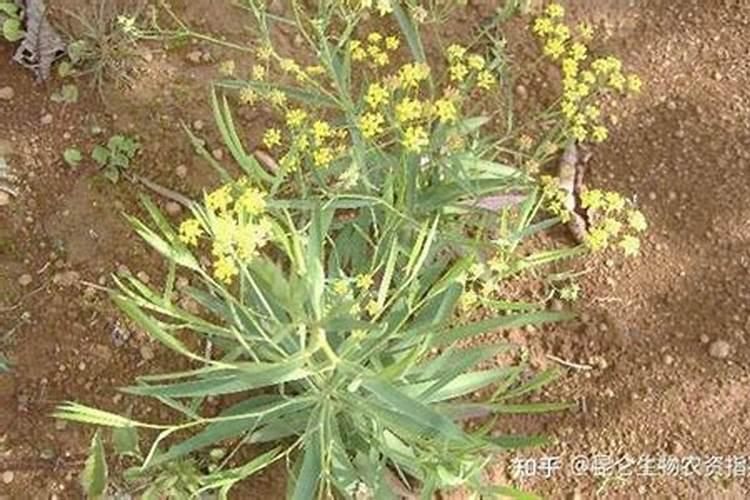 柴胡底肥施什么肥 追肥用什么肥料