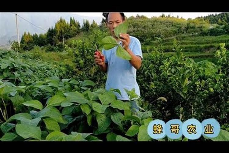 芸苔素内酯能和控失尿素一起喷大豆吗？