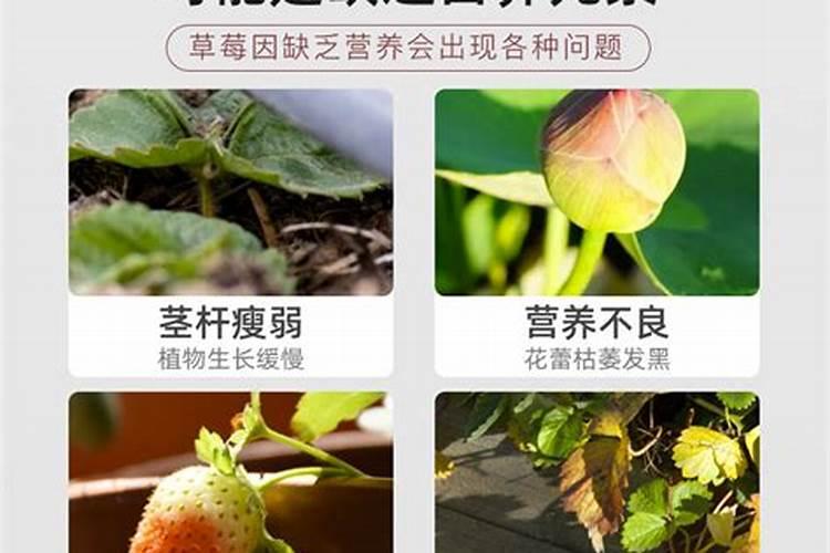 盆栽草莓需要肥吗附施肥方法