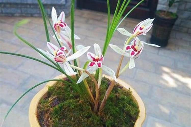 兰花喷什么叶面肥最好(兰花叶面肥喷施注意事项)